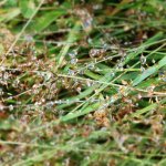 herbavis - herba (11).jpg