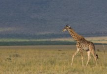 deluxetravelclub_luksusowe wakacje w Kenii-34_5.jpg