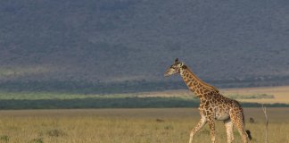 deluxetravelclub_luksusowe wakacje w Kenii-34_5.jpg