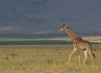 deluxetravelclub_luksusowe wakacje w Kenii-34_5.jpg